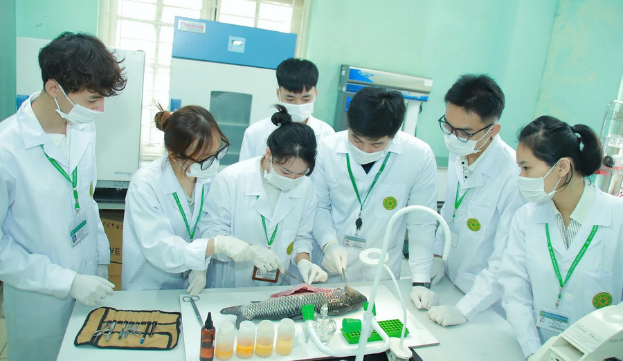 Sinh viên Học viện Nông nghiệp Việt Nam thực hành trên cá.